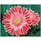Diamond Dotz® Intermediate Pink Gerberas Diamond Painting Kit